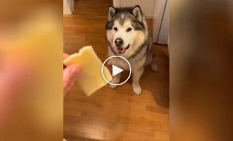 Two brothers catch yummy treats in different ways and make netizens laugh