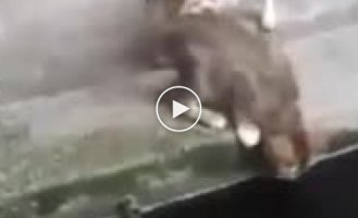 Карп набросился на кошек