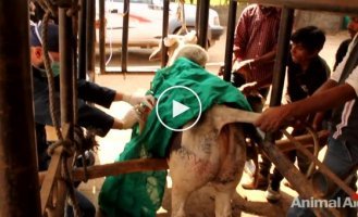 Ветеринары спасли бездомного быка