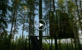 У Швеції здають «невидимий» куб на дереві