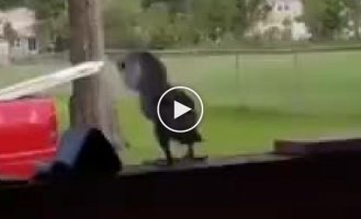 A bald parrot performed a funny dance and made the network laugh