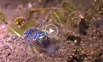 Baby squid tries to hide for the first time with the help of camouflage