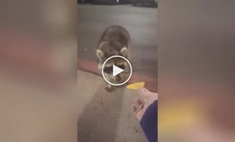 The raccoon was not happy with the chips