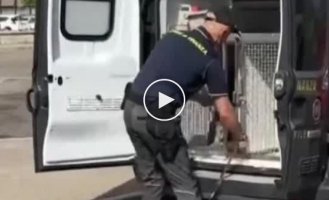Nose for 1 million: Italian dog cop sniffed out the money that the Chinese illegally tried to take out of Italy