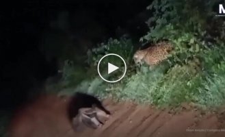 Ягуар атаковал муравьеда в неожиданный момент