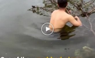 Man saves the life of a drowning koala