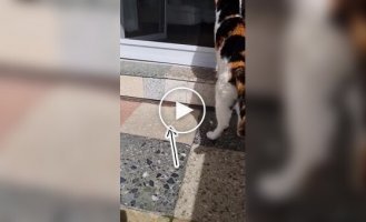 The video showed a line of fearless mice trying to get past the cat.