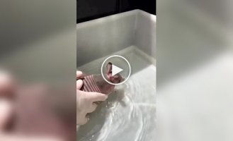 Броненосец полюбил водные процедуры