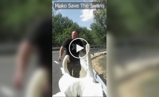 Unusual encounter on the road: a man carried swan chicks