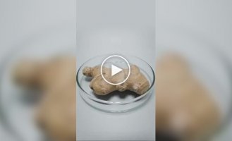 Timelapse of the growth of various plants