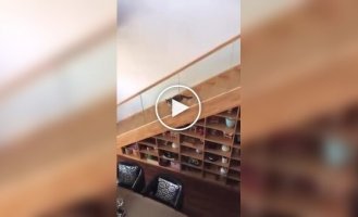 Животные (короткие видео). Выпуск 77