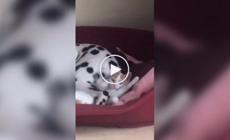 Joyful dog beats cat with tail