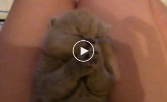Маленький и миленький котенок на коленках