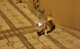 Бесстрашная крыса обратила кошку в бегство