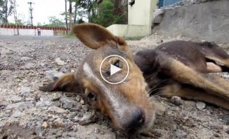 Чудесное спасение щенка который умирал на улице от чумы