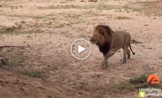 A lion attacking a leopard was filmed on video