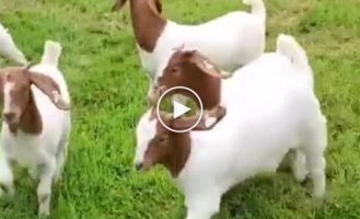 Крошка-енот выступил в роли погонщика скота