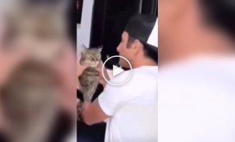 Последний кот тоже готов