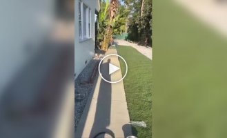 Незвичайні знайомства домашніх вихованців