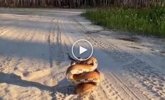 Red rat snake defensive posture