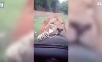 Лев в сафари-парке решил полакомиться запаской автомобиля