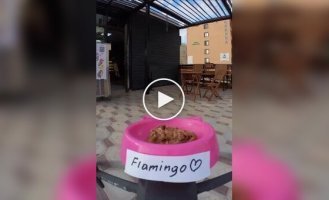 Delivering food to street cats using a drone