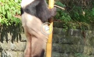 Panda Yubao puzzled zoo visitors