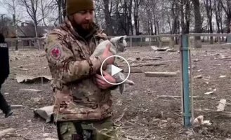 На Сумщині солдати ЗСУ врятували кота з-під завалів