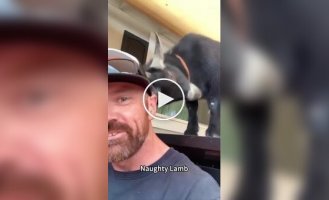 In the US, the fashion for baby goats as pets is gaining popularity