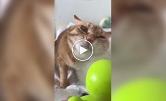 The Cat and the Table Fan