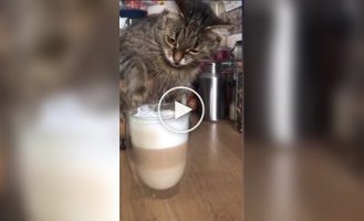 A cat tried milk foam