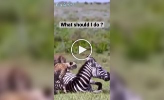 Cheetahs are confused at the sight of a resting zebra