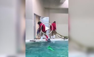 Самая заботливая выдра: помогла убраться и поблагодарила массажем