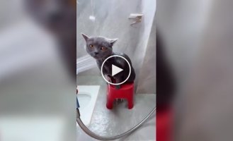 Купание воспитанного кота
