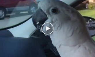 Cockatoo mocks dogs by imitating their barking