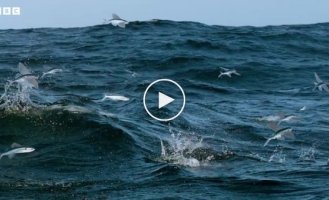 Flying fish try to hide from predators
