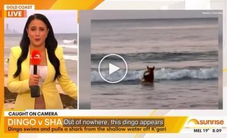 Динго выхватил детеныша акулы из мелководья на глазах у рыбака