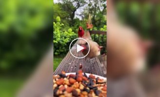 Птицы лакомятся семечками и орехами из тарелки