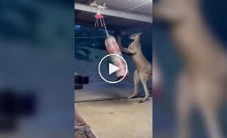 In Australia, a kangaroo came into the house to box