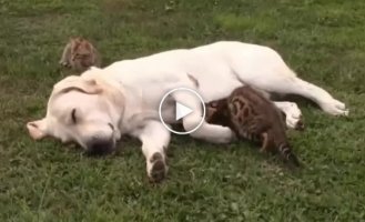 Кот хорошо пристроился