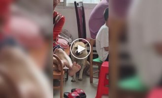 Реакция разных животных на гром