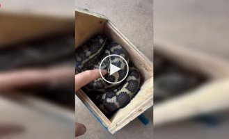 Австралія у своєму стилі: шпаківня захопила змія