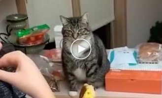 Хозяйка не захотела делиться с котом лакомством