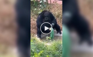Хозяйственный шимпанзе