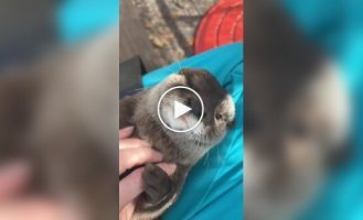A zookeeper wakes up an otter