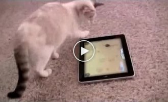 Игра на айпаде для котов