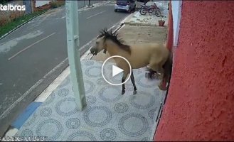 A horse caused damage to a dental clinic