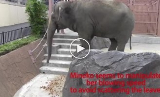 Очень умный слон. Слон дует хоботом на предметы, чтобы переместить их в зону досягаемости