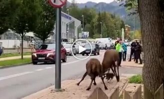 Олени устроили драку в центре польского города