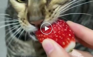Furry berry lover